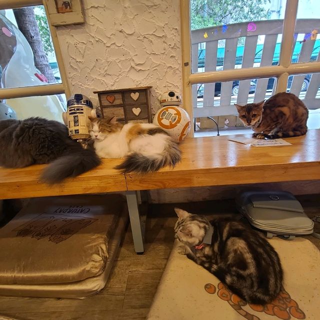 Cozy time at Caturday Cat Cafe