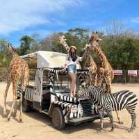safari park is far from Bangkok around 3hours traffic by car, but it’s really worth to go.