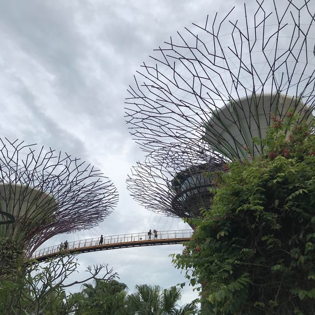 🌳新加坡的空中花園🌿