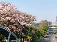 ชมพู่พันธุ์สวนจตุจักร