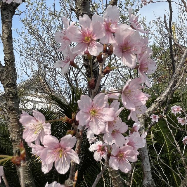 【福岡】PayPayドーム近くでお花見