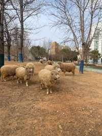 오이도 빨간 등대 꿀팁/서울 근교 인천 양떼목장🐑