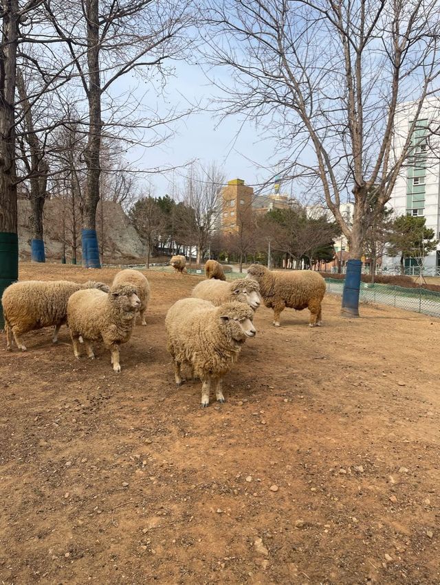 오이도 빨간 등대 꿀팁/서울 근교 인천 양떼목장🐑
