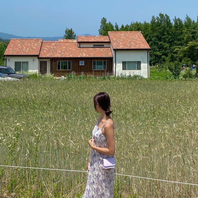 한국의 삿포로 고성 하늬 라벤더 팜 💜