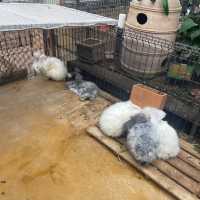 関西でおすすめの体験型動物園🐇🐅🐈🐕🦆