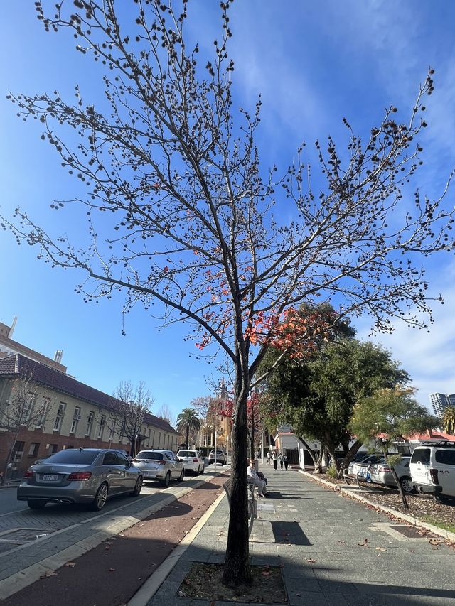 The Streets of Perth!😎🇦🇺🦘Perth City!!