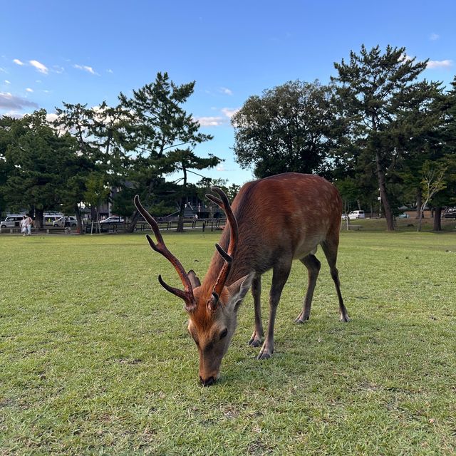 Oh deer! Thousands of deer at Nara Park 🦌