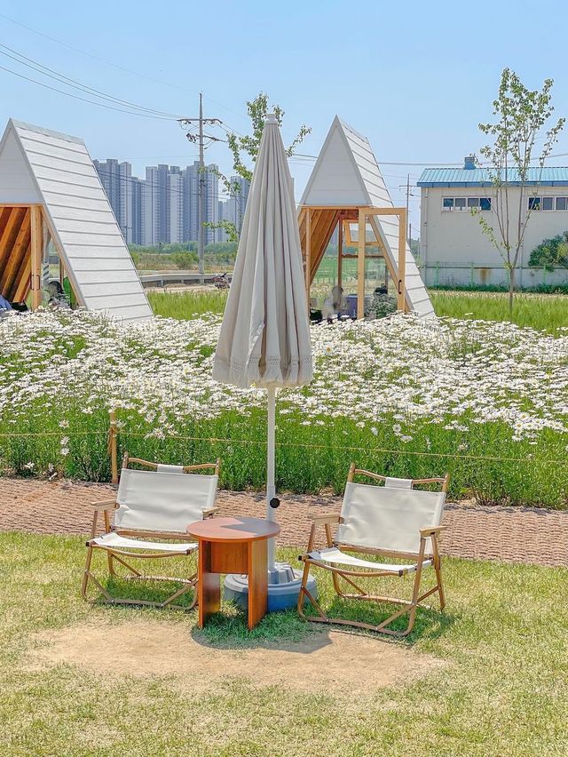 현시각 청주에서 제일 예쁜 카페🌼🤍