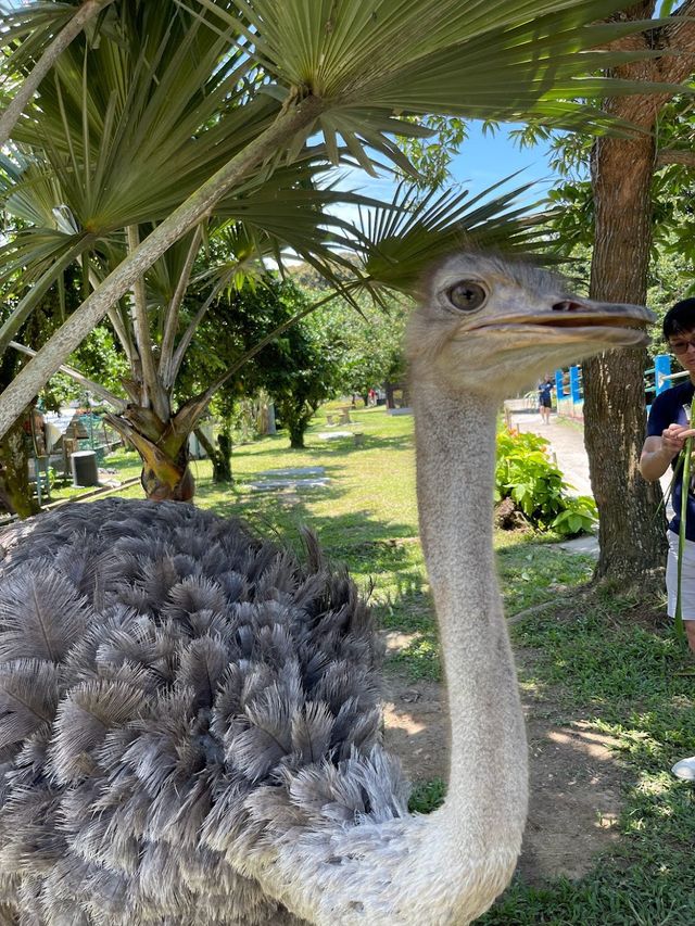 Ostrich Show Farm PD ✨