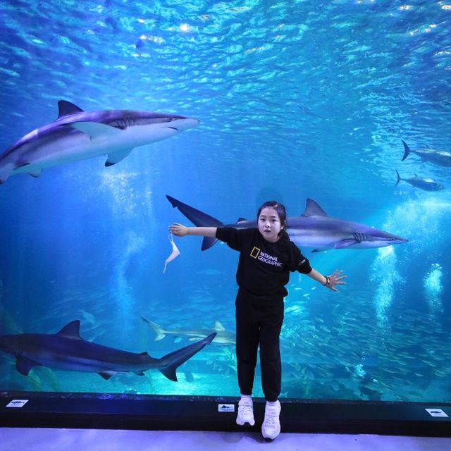 제주 재밌는 공연과 동물친구들, 아쿠아플라넷 🐳