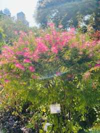 一次過欣賞各色各樣花卉  在市中心盛放📍香港公園