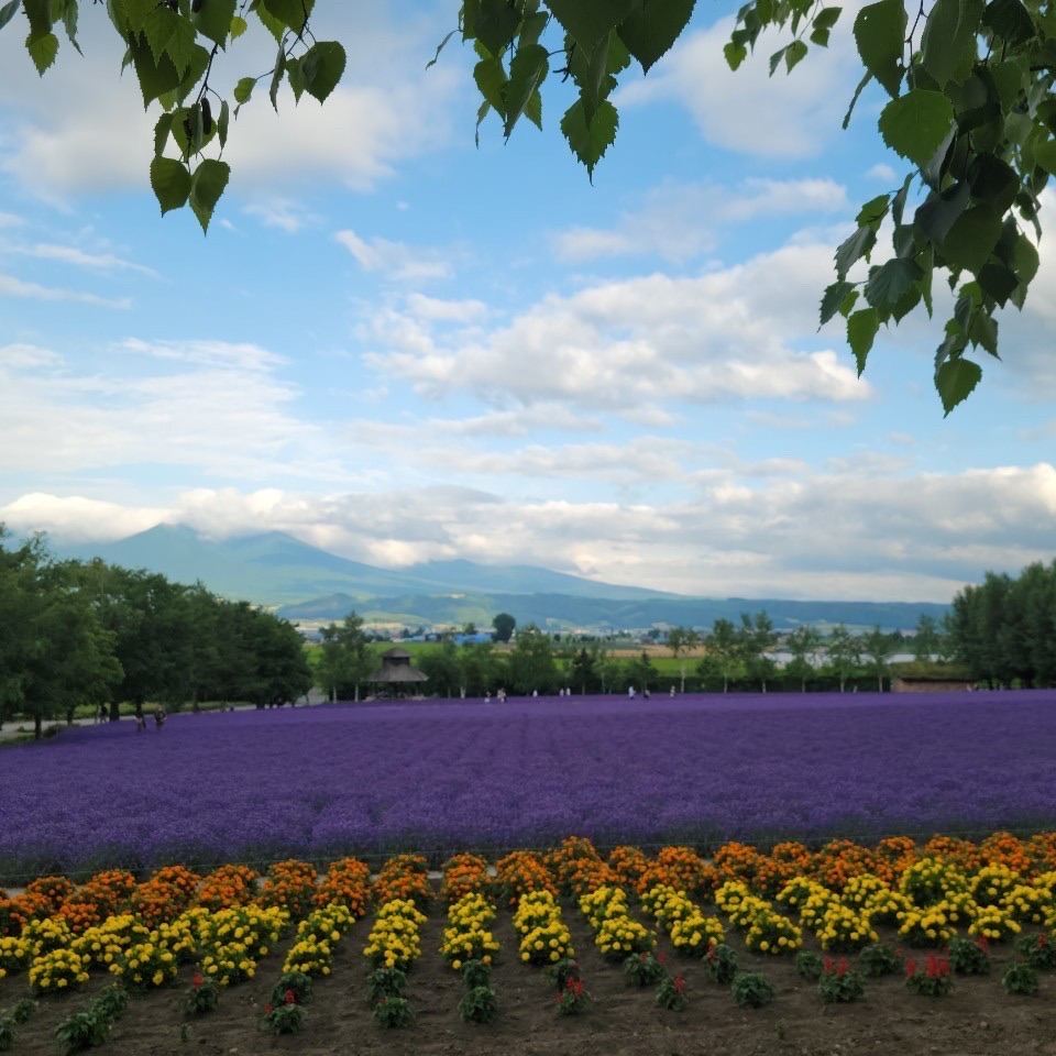 北海道】ラベンダー畑 | Trip.com 中富良野町