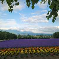 【北海道】ラベンダー畑
