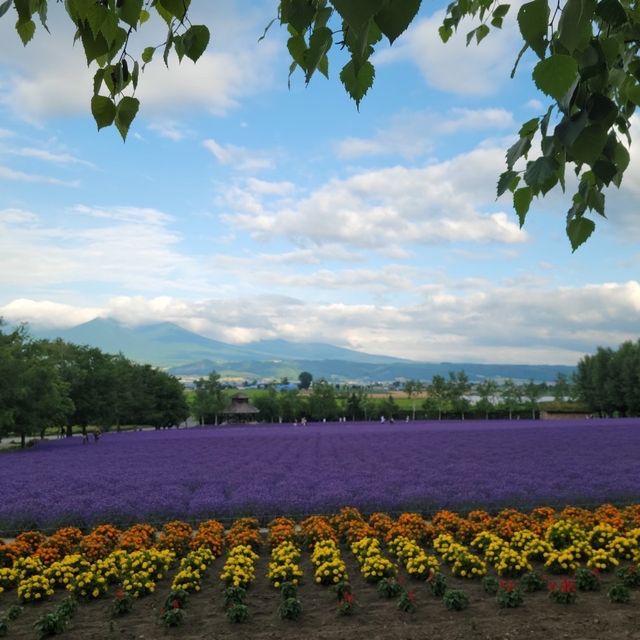 【北海道】ラベンダー畑