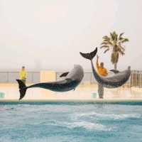Marine World: Dazzling Dolphin & Sea Lion Spectacle