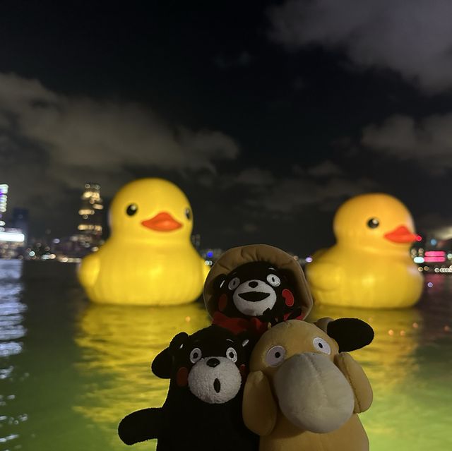 Yellow Ducks are back to Hong Kong 🐤🐤