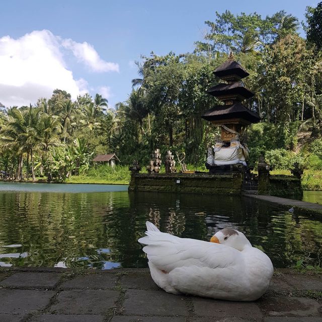 Taman Mumbul Sangeh