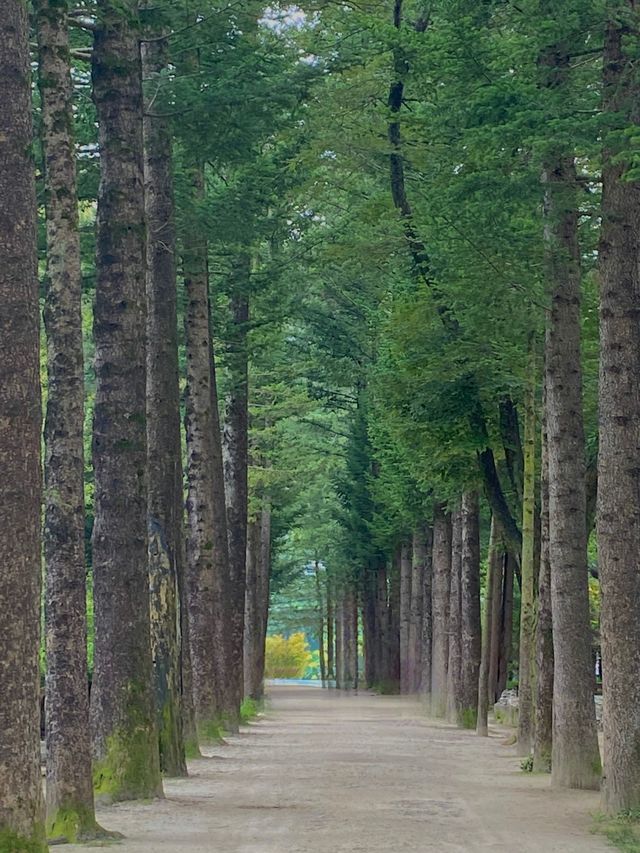 남이섬 자전거타며 힐링코스로 최고🍃