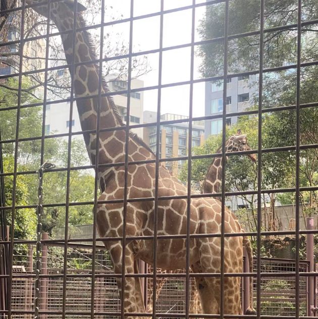 動物狂歡，上野動物園帶你探索野性世界！🐼🦁🌳