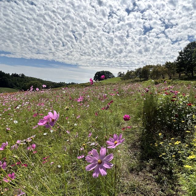 太陽の丘えんがる公園