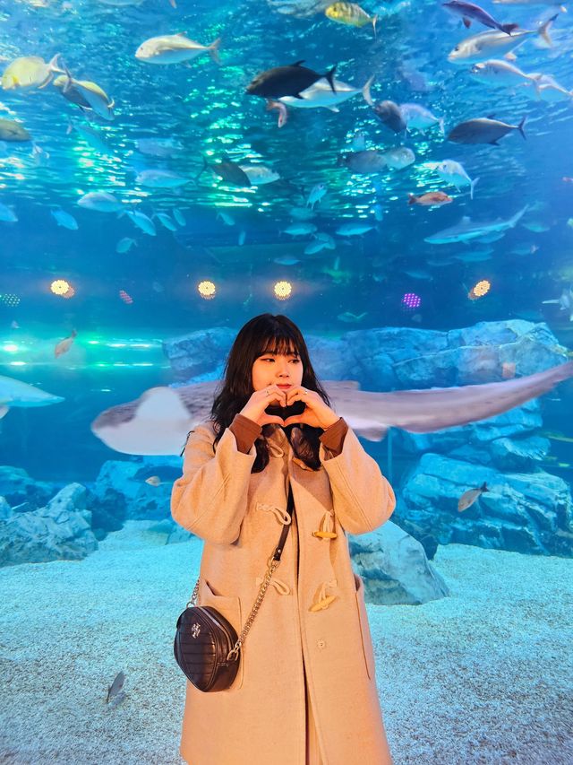 겨울 실내데이트 코스로 강추하는 아쿠아플라넷 광교🐬
