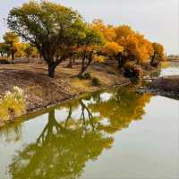 巴楚縣胡楊林秋天盛宴，紅海景區金光爛美不勝收