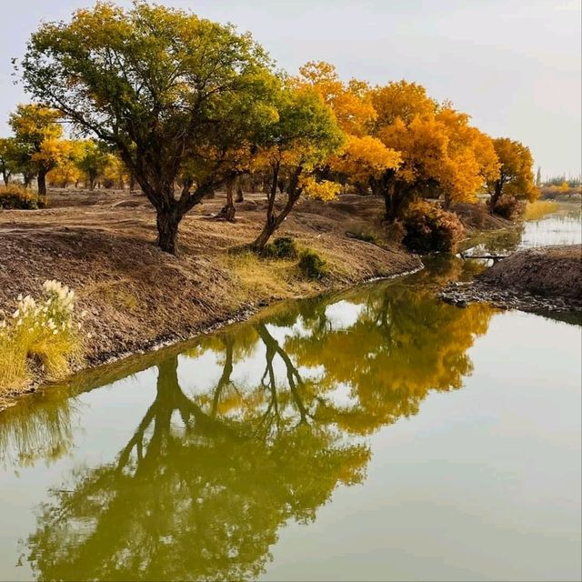 巴楚縣胡楊林秋天盛宴，紅海景區金光爛美不勝收