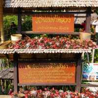 สวนแม่ฟ้าหลวง @ดอยตุง