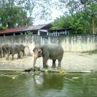 Visiting Taiping Zoo Animals 