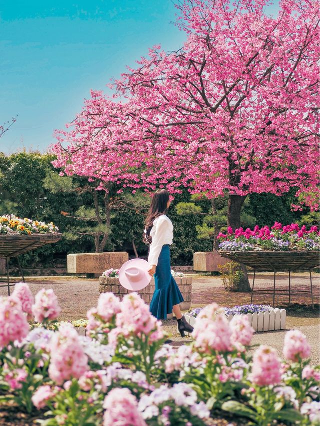 春先取り！奈良の早咲の桜スポット🌸