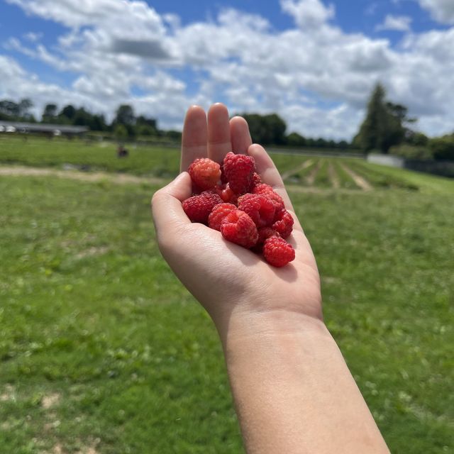 Ruakura Berry Exciting Day 