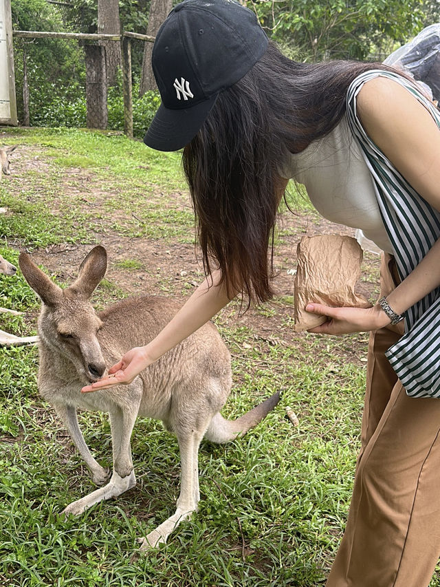 One day trip in ‘Brisbane’ 🇦🇺🐨