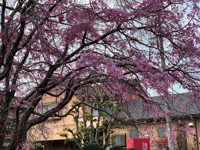 ชมดอกซากุระ ที่สวนสาธารณะเมืองชิริว ไอจิ🌸