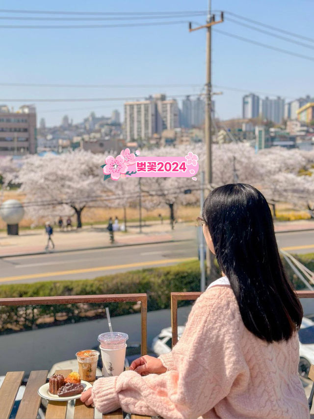 무심천 벚꽃 1열 뷰 맛집, 라토커피🌸💖