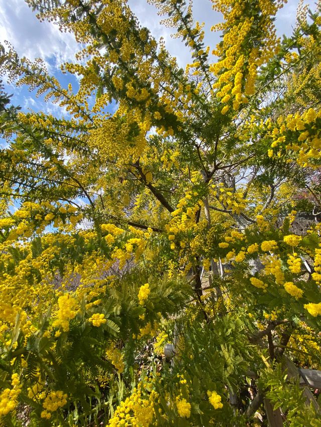 神戸布引ハーブ園！2024年3月中旬の開花状況