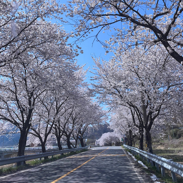 꼬불꼬불 긴 벚꽃 터널이 제일 예쁜 곳🌸