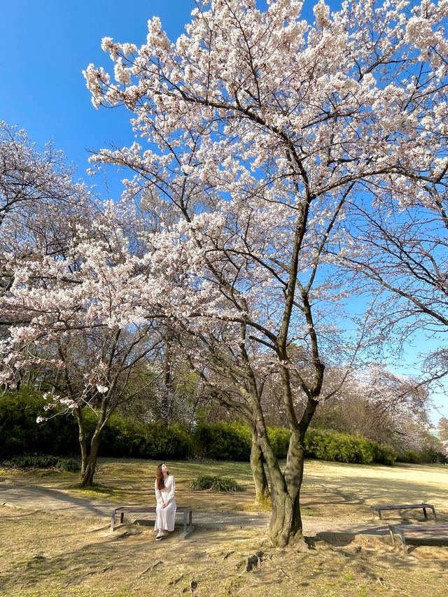 나만 알고 싶은 프라이빗 벚꽃스팟 🌸