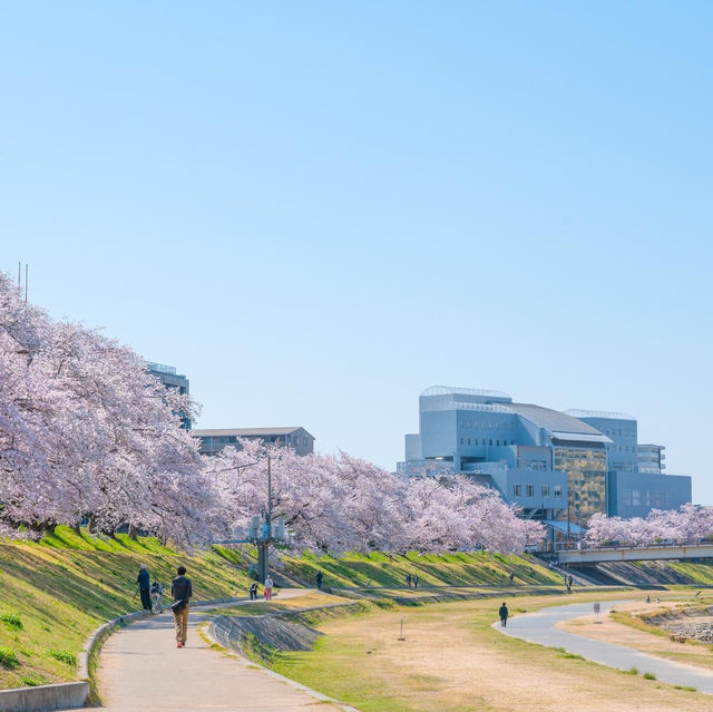 岡山櫻花嘉年華