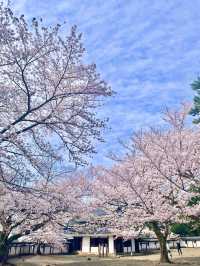 【島根　松江】お城まつり