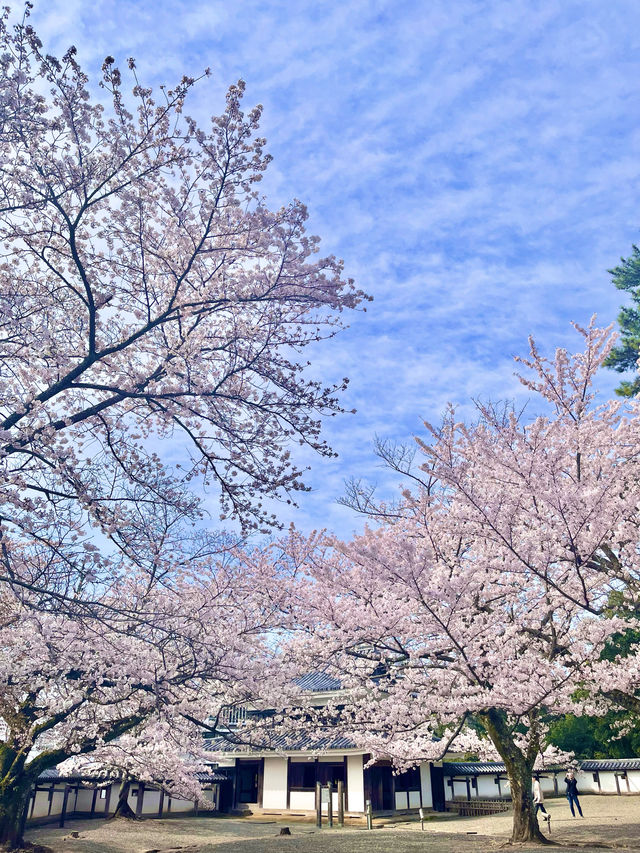 【島根　松江】お城まつり