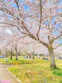 【稲美町】車でいく桜が素晴らしい公園