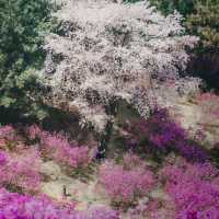 Beautiful Cherry Blossom of Wonmisan Mountain