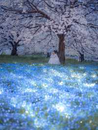 【桜とネモフィラのコラボ！😳】舎人公園の花と光のムーブメントが美しすぎる！！✨🌸