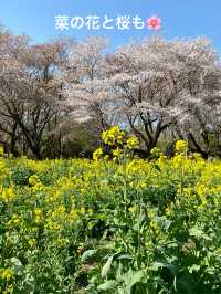 【立川】昭和記念公園の桜とチューリップは、絶対に見てほしい