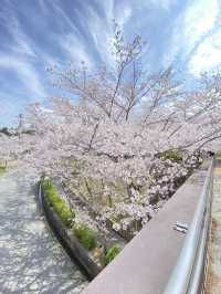 桜満開
