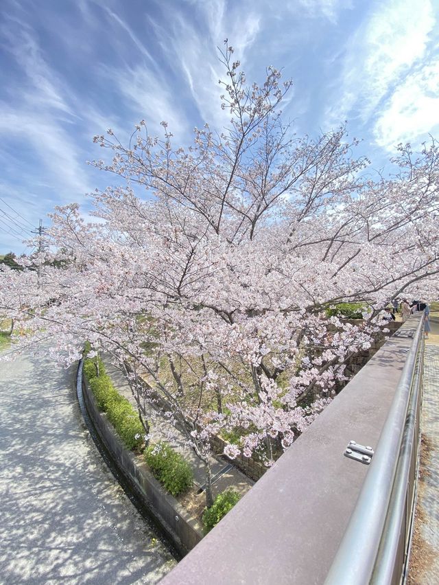 桜満開