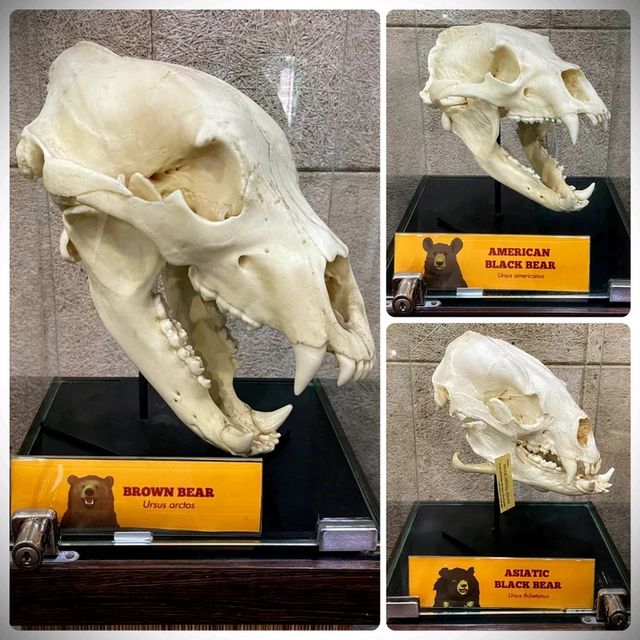 Panda-Monium In The Best Way Possible 