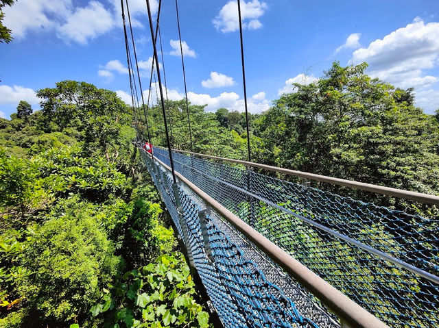 Tree Top Walk