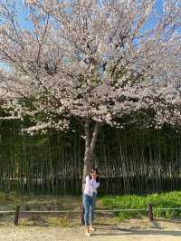 대전 벚꽃명소로 엑스포를 뺄 수 없죠!🌸💗
