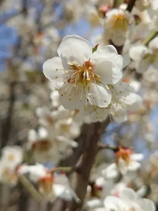 🌸弘前公園：春季賞櫻，美不勝收🌸